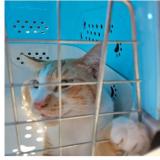 Photo de chat perdu à Vega Alta