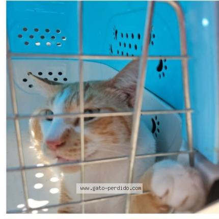 Photo 1/1 Lloron Chat perdu à Vega alta