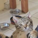 Photo de chat perdu à Massy