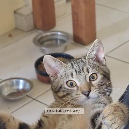 Photo 1/1 Chat retrouvé Perdu à Massy