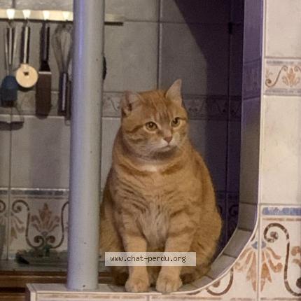 Photo 1/1 Spooky Chat perdu à Lamnay