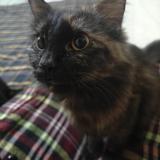 Photo de chat perdu à Hyderabad