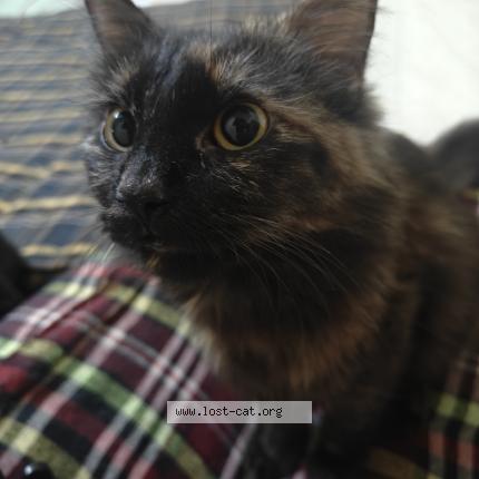 Photo 1/1 Kitly Chat perdu à Hyderabad