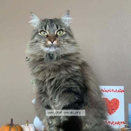 Photo de chat perdu à Gap