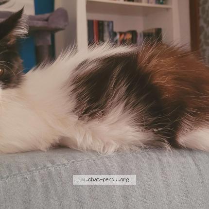Photo de chat perdu à Rabastens