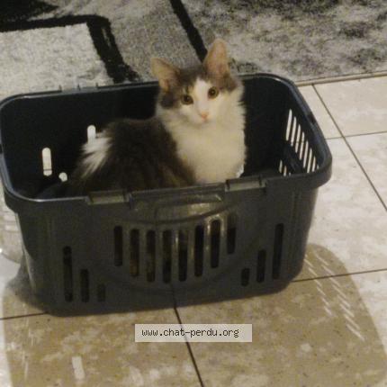 Photo 1/1 Zéphyr Chat perdu à Brunstatt didenheim