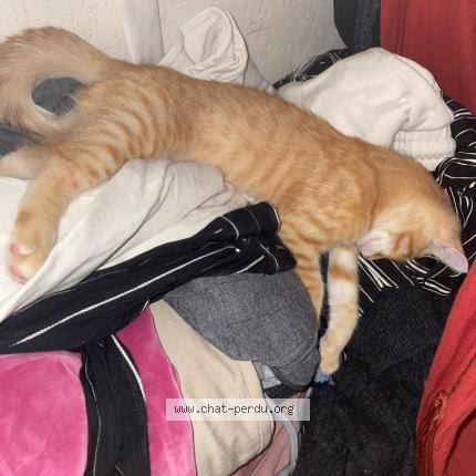 Photo 1/1 Sunna Chat perdu à Le mans