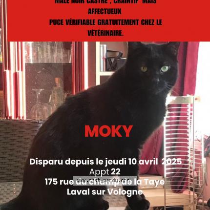 Photo 1/1 Moky Chat perdu à Laval sur vologne