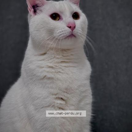 Photo 1/1 Popeye Chat perdu à Ormoy