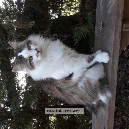 Photo de chat perdu à Vaissac