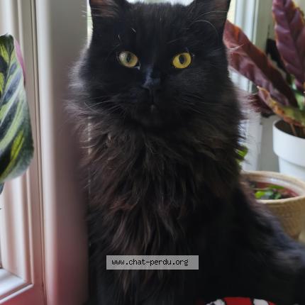 Photo de chat perdu à Rive De Gier