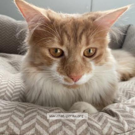 Photo 1/1 Kiwi Chat perdu à Bournezeau