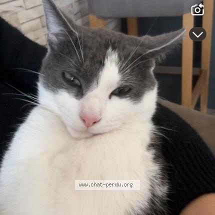 Photo 1/1 Brigand Chat perdu à Haveluy