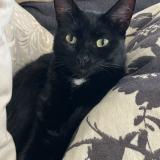 Photo de chat perdu à Jailleux