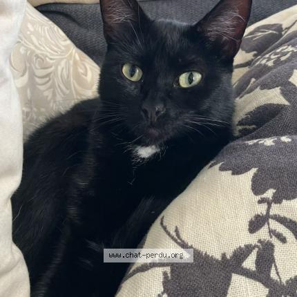 Photo 1/1 Chat retrouvé Perdu à Jailleux