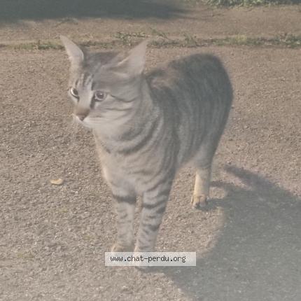 Photo 1/1 Chat trouvé Trouvé à 38400 st martin d heres