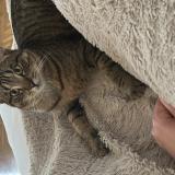 Photo de chat perdu à Maule