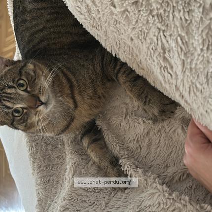 Photo 1/1 Chat retrouvé Perdu à Maule