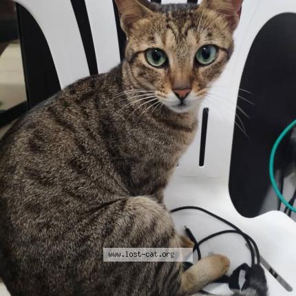 Photo 1/1 Grey Chat perdu à Nairobi