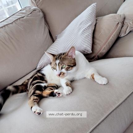 Photo de chat perdu à Cormeilles En Parisis