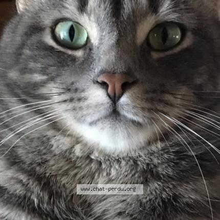 Photo 1/1 Gustave Chat perdu à Mont tremblant