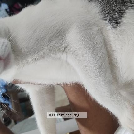 Photo 1/1 Ally Chat perdu à Pune