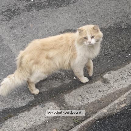 Photo 1/2 Chat retrouvé Trouvé à Poitiers
