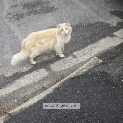 Photo 2/2 Chat retrouvé Trouvé à Poitiers