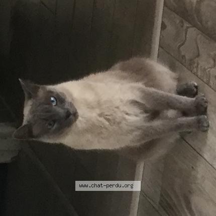 Photo de chat perdu à Champigny Sur Marne