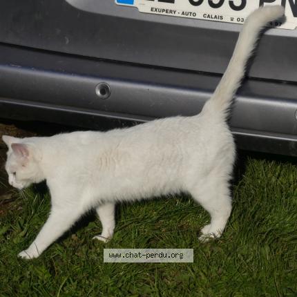 Photo de chat perdu à Bazinghen