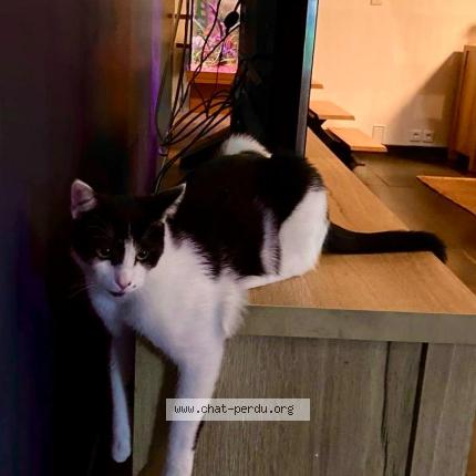 Photo 1/1 Chat retrouvé Perdu à Saint Germain Les Corbeil