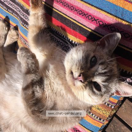 Photo de chat perdu à Draguignan