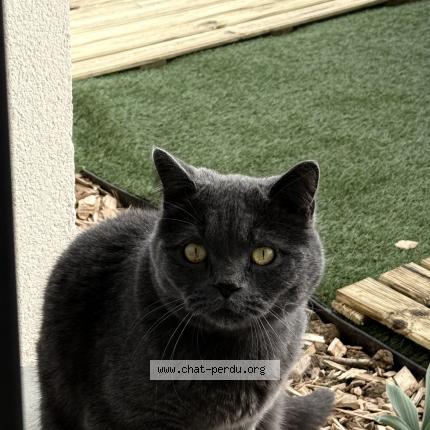 Photo de chat perdu à Les Villages Voveens