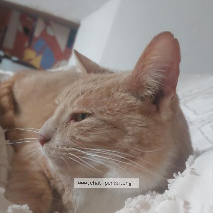 Photo 1/1 Oggy Chat perdu à Villaines sous bois