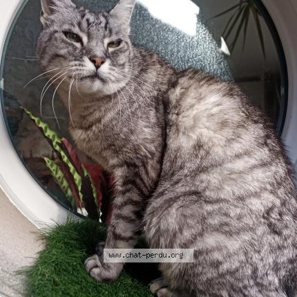 Photo 1/1 Chat retrouvé Perdu à Cognac