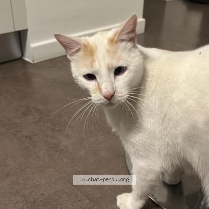 Photo 1/1 Snow Chat perdu à Antibes