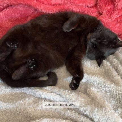 Photo 1/1 Iroise Chat perdu à Saint jacques de la lande