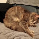 Photo de chat perdu à Saint Pol De Leon