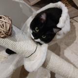 Photo de chat perdu à Oberhaslach