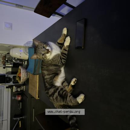 Photo 1/1 Tigrou Chat perdu à La rochefoucauld