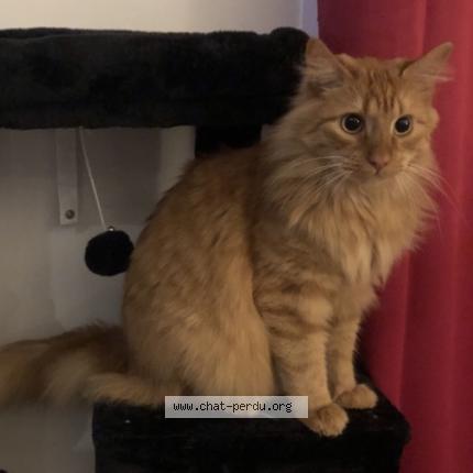 Photo de chat perdu à La Rochette