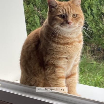 Photo 1/1 Django Chat perdu à Marchaux chaudefontaine