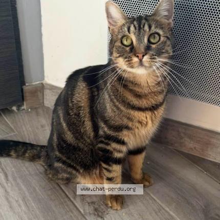 Photo 1/1 Molly Chat perdu à Fourmies