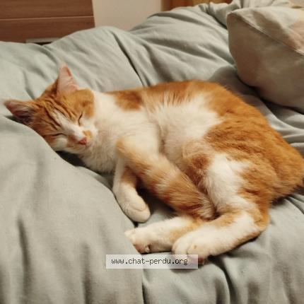 Photo de chat perdu à Esboz Brest