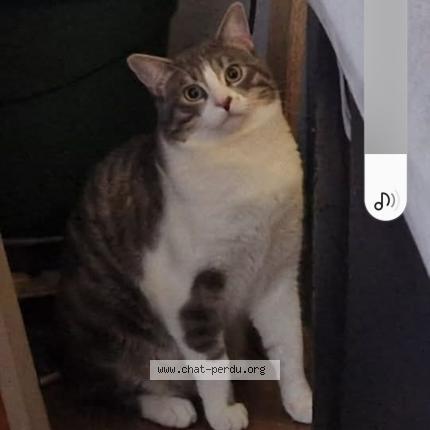 Photo de chat perdu à Nantiat