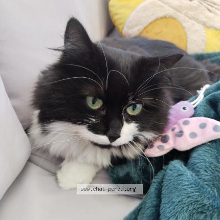 Photo 1/1 Bouly Chat perdu à Chanas