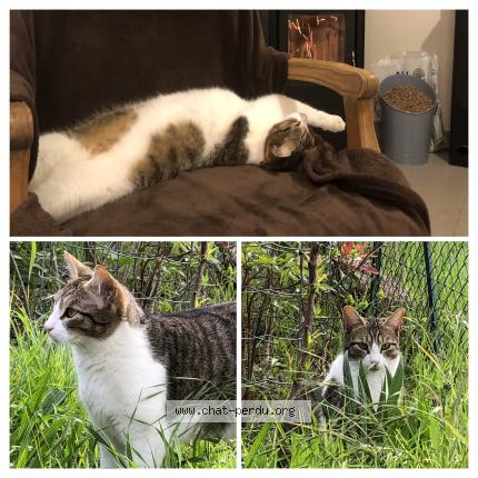 Photo de chat perdu à Pignan