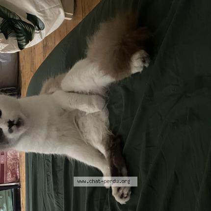 Photo 1/1 Snow Chat perdu à Valence