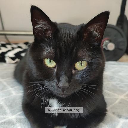 Photo 1/1 Shipie Chat perdu à Bourg blanc