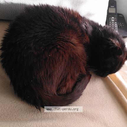 Photo de chat perdu à Saint Nazaire